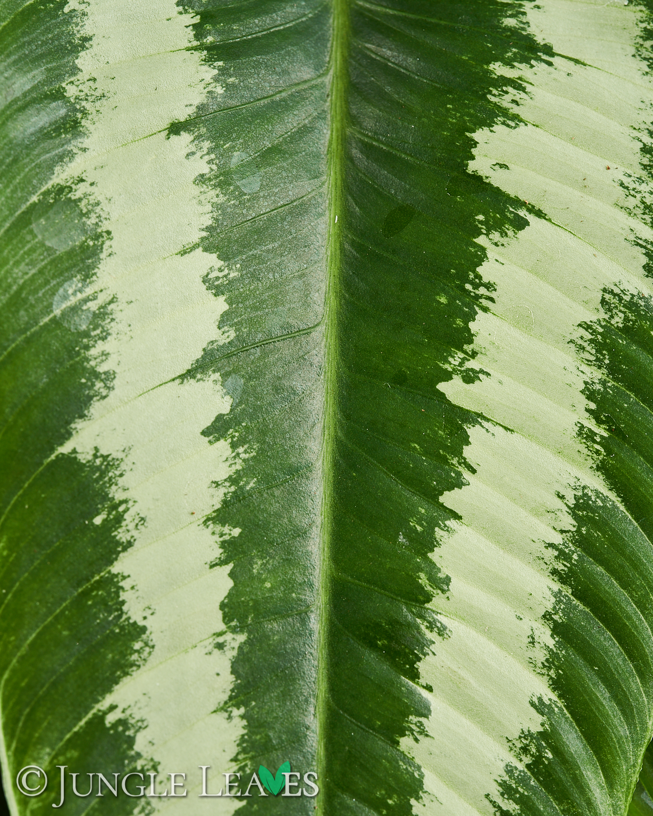 Schismatoglottis wallichii – Bild 3